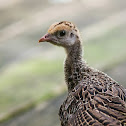 American Turkey