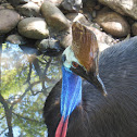 Cassowary