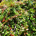 Snowberry