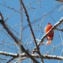 Northern Cardinal