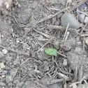 Green Stink Bug