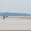 Brown Pelican