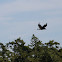 Raven
