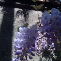 Purple Wisteria