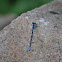 Bluet