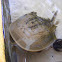 Horse shoe crab