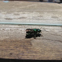 Orchid bee
