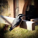 Red-breasted nuthatch