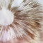 Field mushroom spore pattern