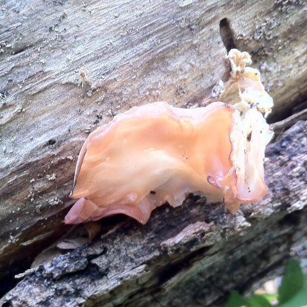 Wood ear mushroom Project Noah