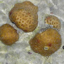 Blushing star coral