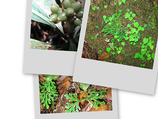 Plants in wild