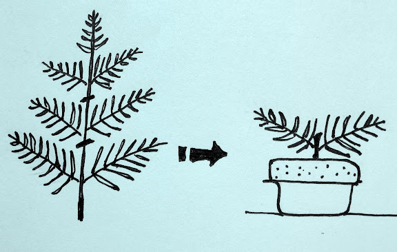 Fern leaves
