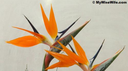 Bird of Paradise