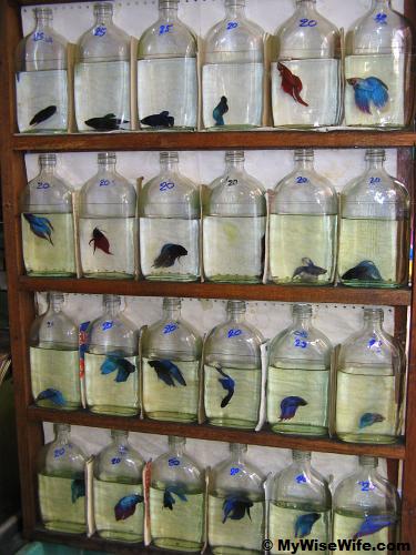 20 - 25 baht for a Fighting Fish 20 - 25 baht for a Fighting Fish