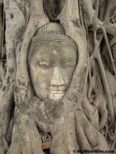 Head of Buddha under a Bodhi tree