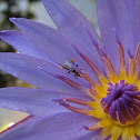 Nymphaea caerulea