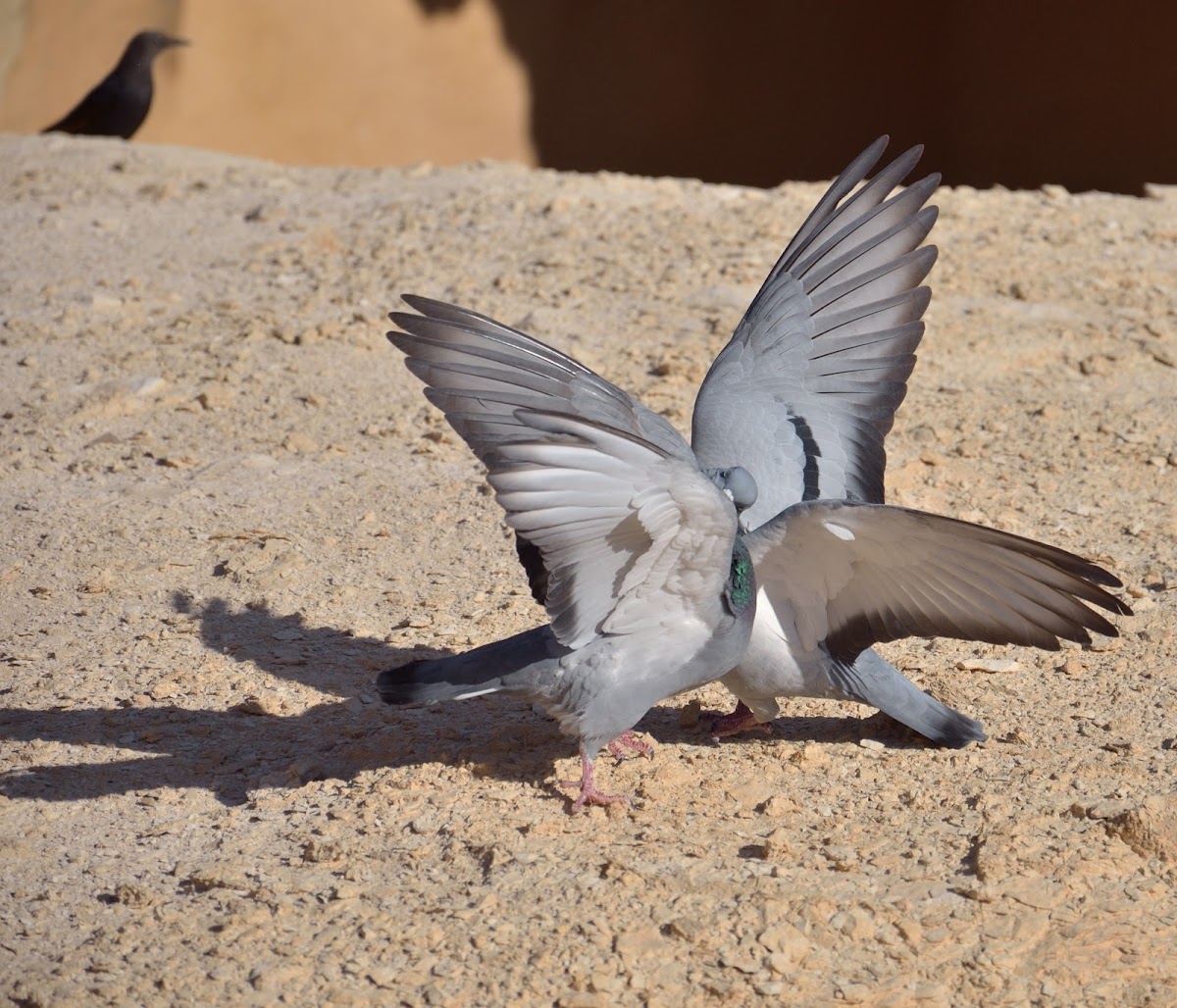 Rock Pigeon