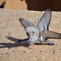 Rock Pigeon