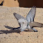 Rock Pigeon
