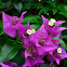 Veranera , Bougainvillea