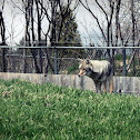 Coyote