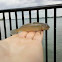 Round Goby 