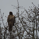 Red Tailed Hawk