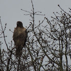 Red Tailed Hawk