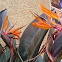 Bird of Paradise