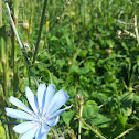 Common chicory