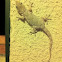 Salamanquesa