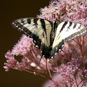 Canadian Tiger Swallowtail