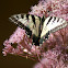 Canadian Tiger Swallowtail