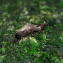 Pygmy chameleon