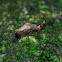 Pygmy chameleon