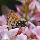 Garden Acraea