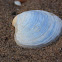 Butter clam