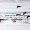 Grey Partridge