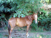 Caballo De Polo