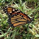 Monarch butterfly