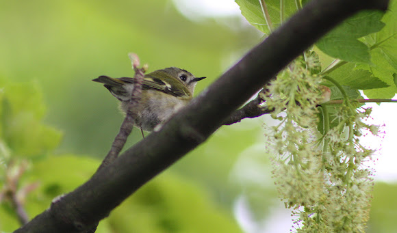 Spotting Image 1