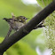 Goldcrest