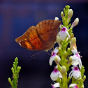 autumnleaf