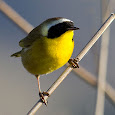 Nature in Yellow