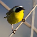 Common Yellowthroat