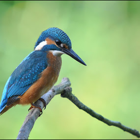 Kingfisher by Davorin Munda - Animals Birds