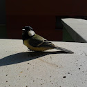 Great tit
