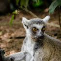 Ring-tailed lemur