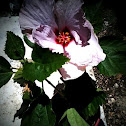 Hibiscus / Gumamela